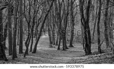 path in a forest in black and white