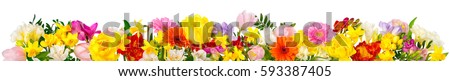 Flowers in cheerful colors, studio isolated on white, in banner format or as a seasonal natural border for spring and summer