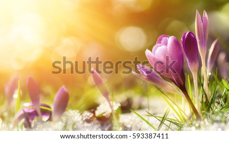 Purple crocus flowers in snow, awakening in spring to the warm gold rays of sunlight Royalty-Free Stock Photo #593387411