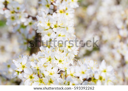 White flower spring cherry blossom bouquet as beautiful season background on a fresh sunny day