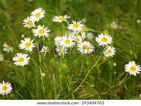 camomile.  chamomel, daisy chain, daisy wheel.  an aromatic European plant of the daisy family, with white and yellow daisylike flowers.