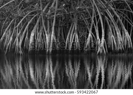Black and white Mangrove roots and reflection on Merritt Island, Florida Royalty-Free Stock Photo #593422067