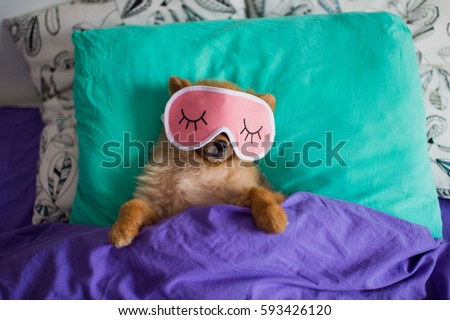 Pomeranian dog in a sleep funny mask is laying on spine on pillows under the blankets with the clutch protruding out of it Royalty-Free Stock Photo #593426120