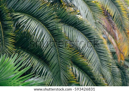 Yellow green palm leaves background