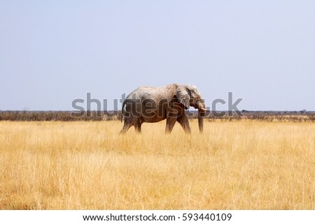 Amazing big Elephant in the savannah of the Etosha National Park