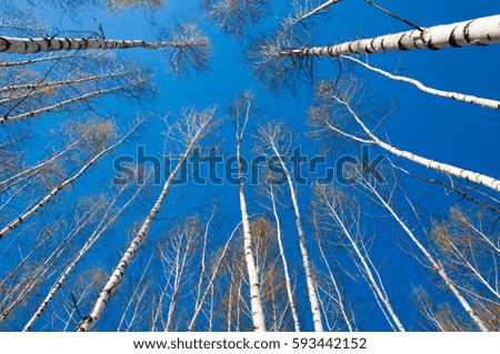 Spring landscape birch forest. 