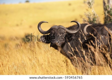 Close-up picture of two adult buffalos at savannah