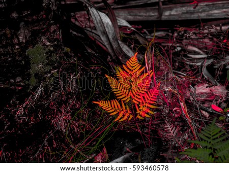 A color enhanced fern leaf in the woods with orange highlights