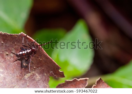 A Beautiful Spiky Spider Crawling On A Dead Leaf With Blurry Background