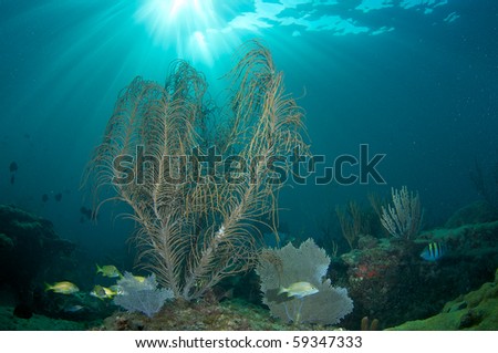 Sea Rod in the early morning light, picture taken in Broward County, Florida.