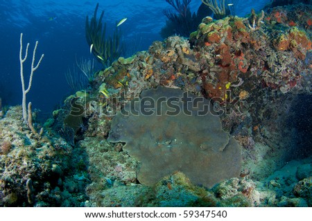 Reef Ledge Composition, picture taken in Broward County, Florida.