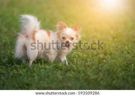 Chihuahua dogs standing with  smiley face on the green grass  in the park