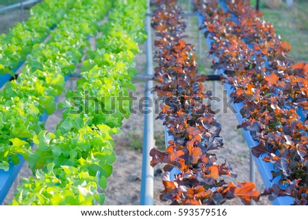 a selective focus picture of organic vegetable in hydroponic farm of Thailand.future agriculture for safety food