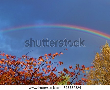 Rainbow over autumn colored trees. Picture taken in western Washington state in October 2016.