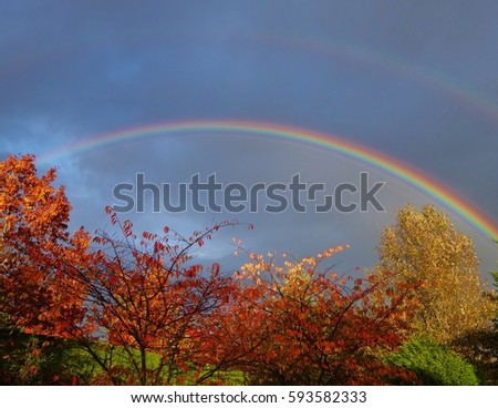 Two rainbows above fall colored trees. Picture taken in suburbs of Seattle, Washington in autumn 2016.