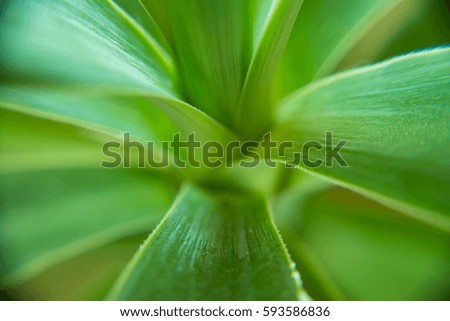  Macro of a Succulent plant
