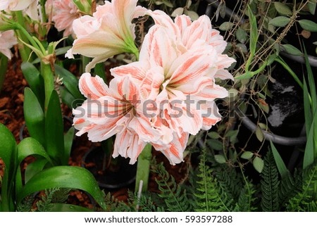 Two tone color flower, pink and white lily with green leaf on the soil.