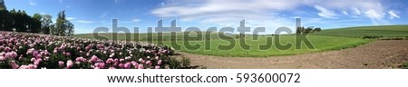 Street view panorama of Peonies and rolling hills of the Palouse in spring, near Pullman, Washington State, USA. Royalty-Free Stock Photo #593600072