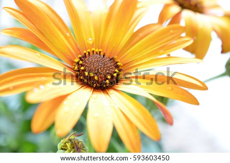 Yellow Osteospermum flower with raindrops on the petals Royalty-Free Stock Photo #593603450