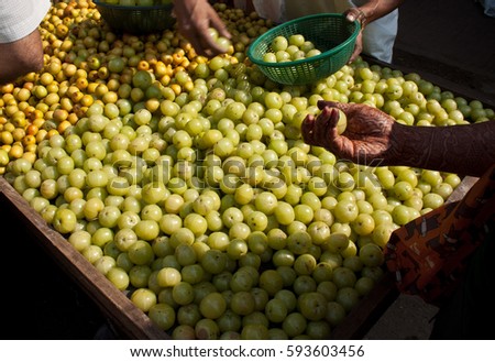 Green Amla (Indian gooseberry) and orange Bor (Indian plum) fruits sold on a hand cart in Thane city, India near Mumbai. Royalty-Free Stock Photo #593603456