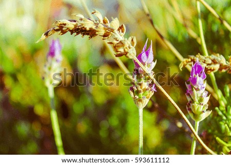 Lavender Detail