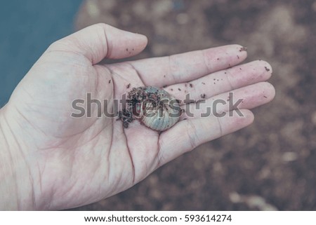 image of hand holding a orange beetle larvae.