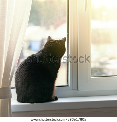 Black cat sitting on window sill and waiting for spring, back view