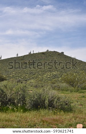 Desert Spring Greening near Phoenix, AZ