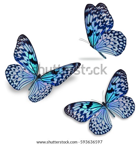 Beautiful three colorful butterfly, isolated on white background
