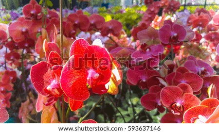 Close up of Orchids flowers and green leaves background in garden. Orchids is considered the queen of flowers in Thailand