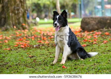 beautiful border collie sitting down on a park on a flower background Royalty-Free Stock Photo #593638676
