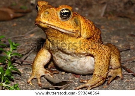 A detailed photograph of a Cane Toad, taken in suburban Brisbane, Australia.