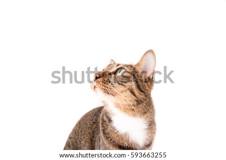 tabby cat in white background.Place for text banner

