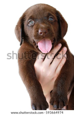 Brown Labrador Puppy In Child's Hand White Background Happy Face