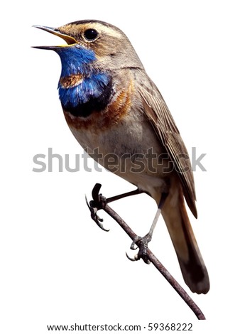 Bluethroat (Luscinia svecica). The beautiful bird sings a spring song in the wild nature. Wild bird in a natural habitat. Wildlife Photography. Royalty-Free Stock Photo #59368222