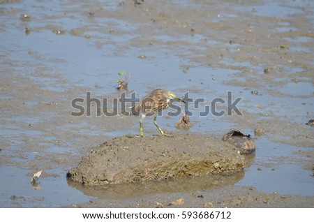 Bittern Birds on wetlands