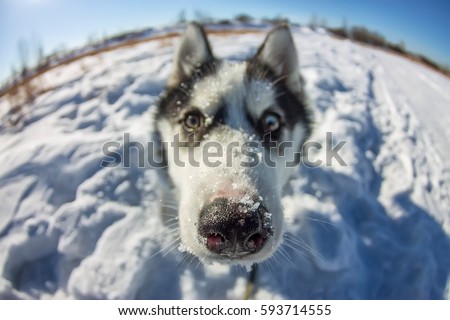 Fish Eye portrait of husky dog muzzle closeup. Royalty-Free Stock Photo #593714555