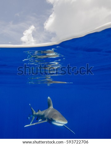 Oceanic White Tip Shark Under the Clouds in the Bahamas