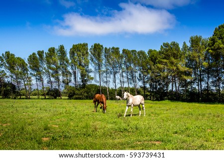 Three horses grazing in tree lined pasture