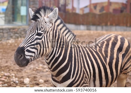 Funny Zebra in the Zoo