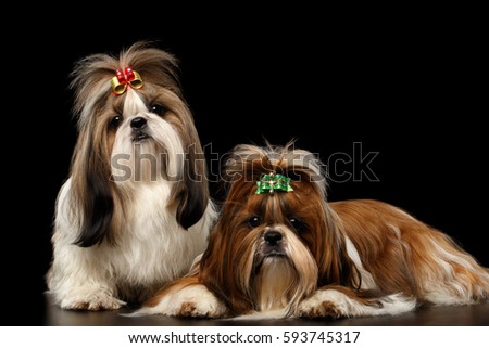 Couple Dogs of breed shih-tzu on Isolated black background