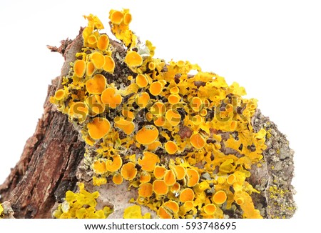 Xanthoria Parietina (Golden Shield Lichen) Close-Up