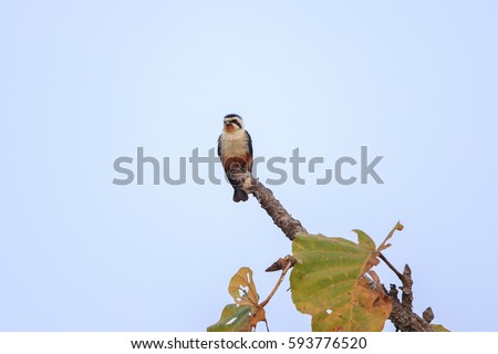  Collared Falconet (Microhierax caerulescens) on the branch in nature at Doi Intanon national park,Thailand