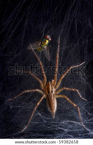 A funnel web spider is moving toward a fly in his web.
