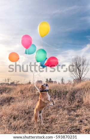 English bulldog flaying with balloons,selective focus 
