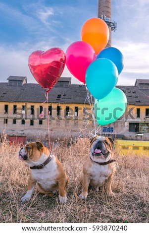 Funny English bulldogs with balloons,selective focus 