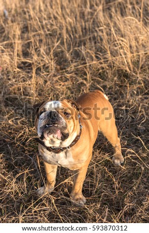 Portrait of English bulldog outdoor,selective focus