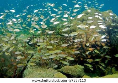 Juvenile schooling grunts and Glassy Sweepers above boulder coral.  Picture taken in Broward County, Florida.