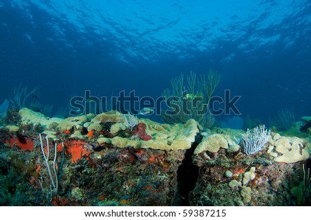 Coral Reef Ledge Composition, picture taken in Broward County, Florida.