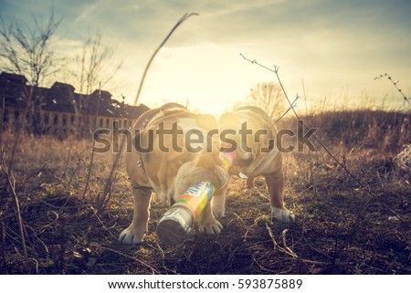 Playful English bulldogs outdoor,selective focus